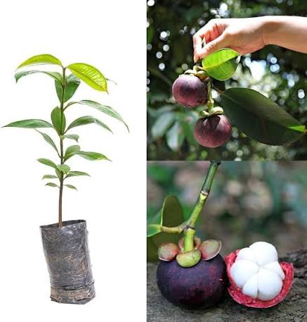Mangosteen Plants — Exotic Fruits sapling available at Agro Nursery Garden